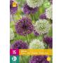 Allium paars/wit mix - sierui (15 stuks)