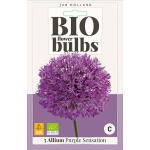 Allium Purple Sensation - bio flowerbulb (5 stuks)