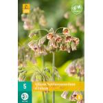 Allium Nectaroscodum siculum (5 stuks)