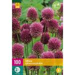 Allium sphaerocephalon sierui  (100 stuks)