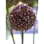 Allium Summer Drummer