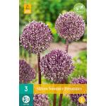 Allium Summer Drummer (3 stuks)