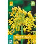 Allium Yellow Fantasy - Kleinbloemig