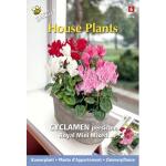 Alpenviool royal mini mix - Cyclamen persicum