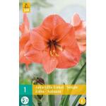 Amaryllis Single Salmon - kamercultuur