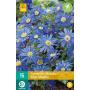 Anemone blanda 'Blue Shades' - anemoon (15 stuks)