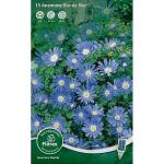 Anemone Blanda