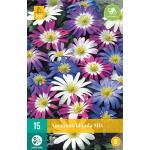 Anemone blanda mix - 15 stuks (15 stuks)