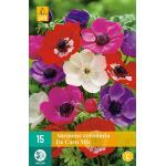 Anemone coronaria 'De Caen' mix - anemoon (15 stuks)