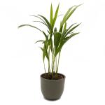 Arecapalm - Dypsis lutescens 35 cm