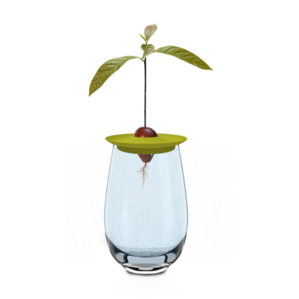 Avocado Growing Kit Ø 15 cm