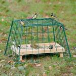 Beschermkooi voor kleine tuinvogels