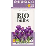 Bio Crocus Flower Record - bio flowerbulbs (10 stuks)