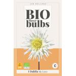 Bio dahlia 'My Love' - bio flowerbulbs