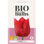 Bio Tulipa Curry - bio flowerbulbs