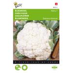 Bloemkool Alpha - Brassica oleracea