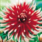 Cactusdahlia hoog Friquolet