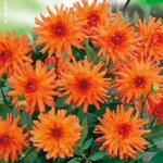 Cactusdahlia laag Park Orange Pigmy