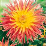 Cactusdahlia hoog Fringed Star 