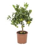 Citrus Microcarpa / Calamondin - 75 cm