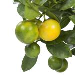 Citrus Microcarpa / Calamondin - 75 cm