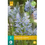 Camassia Cusickii (2 stuks)