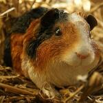 Cavia/Guinees biggetje - levensecht