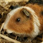 Cavia/Guinees biggetje - levensecht