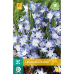 Chionodoxa luciliae - sneeuwroem (25 stuks)