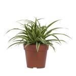 Chlorophytum Ocean / graslelie - 20 cm