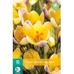 Crocus species Advance - Specie (15 stuks)