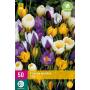 Krokus Botanisch mix (50 stuks)