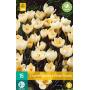 Crocus Cream Beauty - kleinbloemige krokus (15 stuks)