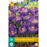 Crocus Flower Record - grootbloemige krokus (10 stuks)