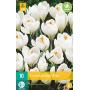 Crocus Jeanne d'Arc - grootbloemige krokus (10 stuks)