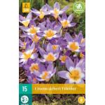 Crocus sieberi Tricolor - kleinbloemige krokus (15 stuks)