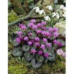 Cyclamen coum