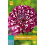 Dahlia 'Optic Illusion'