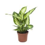 Dieffenbachia Camilla - 30 cm