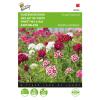 Duizendschoon enkelbloemig gemengd - Dianthus barbatus