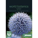 Echinops Blue Glow - kogeldistel