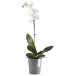 ECOPOTS Morinda orchideeënpot - grijs Ø 14 cm