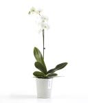 ECOPOTS Morinda orchideeënpot - witgrijs Ø 14 cm
