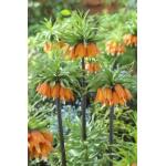 Fritillaria imperialis Garland Star