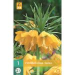 Fritillaria imperialis Lutea - keizerskroon