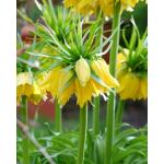 Fritillaria imperialis Lutea - keizerskroon