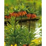 Fritillaria imperialis Rubra