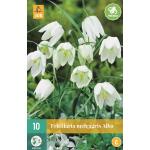 Fritillaria meleagris Alba - kievitseitjes (10 stuks)