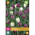 Fritillaria meleagris mix - kievitseitjes (30 stuks)