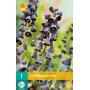 Fritillaria persica - keizerskroon (1 stuks)